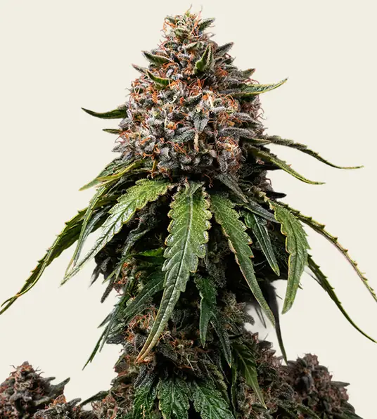 White Widow - Regular - Main Image