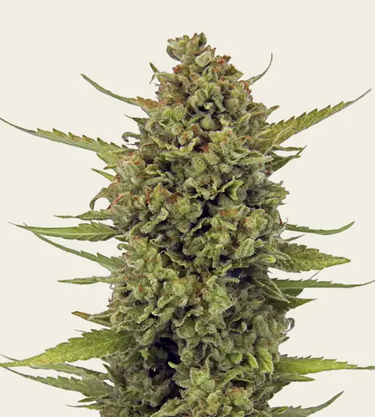 Acapulco Gold - Main Image