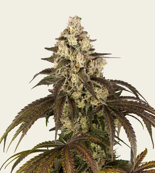 Trainwreck - Main Image
