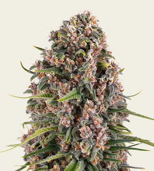 Blue Cheese - Main Image