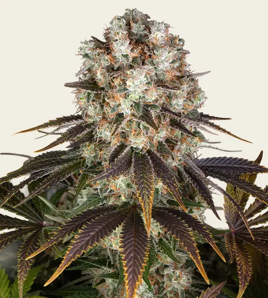 Bruce Banner - Main Image