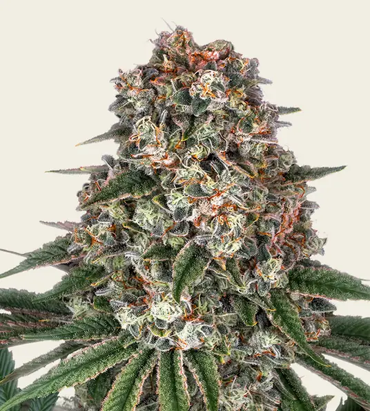 Tropicanna Banana - Main Image
