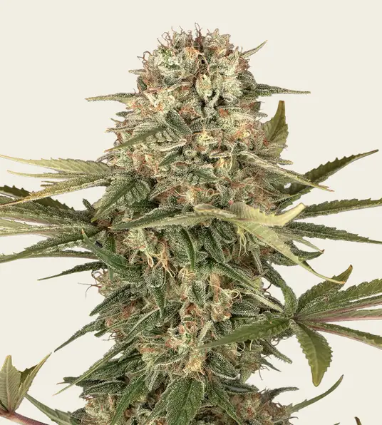 Master Kush - Regular - Main Image