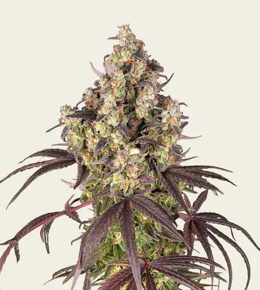 Lemon Cherry Gelato - Main Image