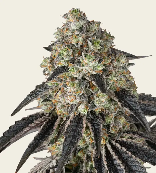Black Cherry Gushers - Main Image