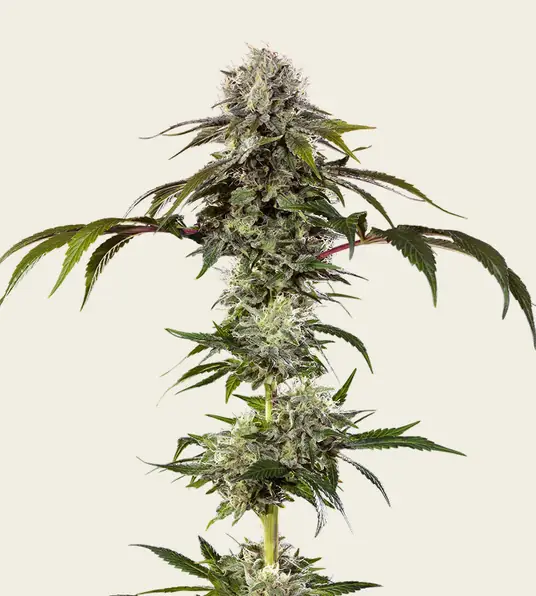 Durban Poison - Main Image