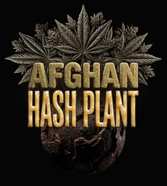 Afghan Hash Plant Auto - Main Image