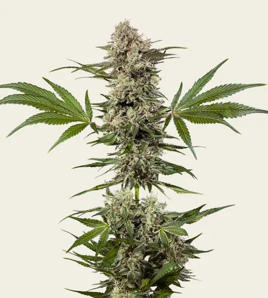 Banana Runtz - Main Image