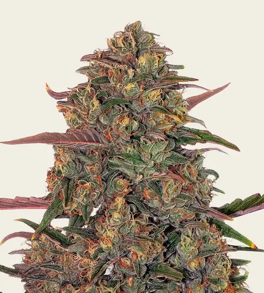 Pineapple Chunk - Main Image