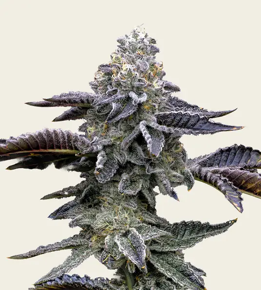 Blue Dream - Main Image