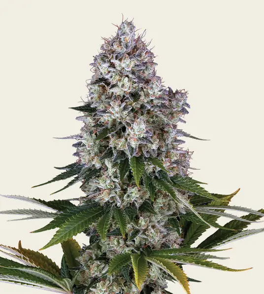 Northern Lights - Regular - Main Image