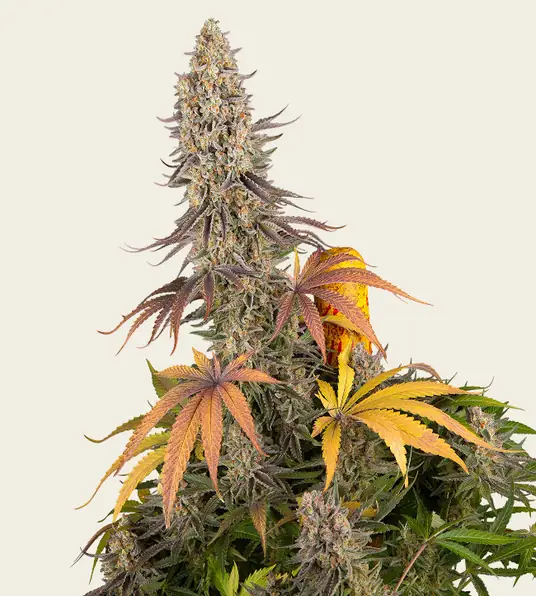Sour Strawberry - Main Image