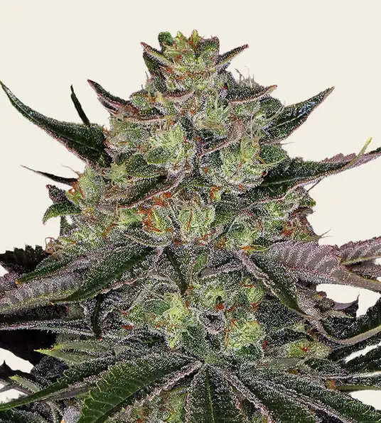Gorilla Zkittlez - Main Image