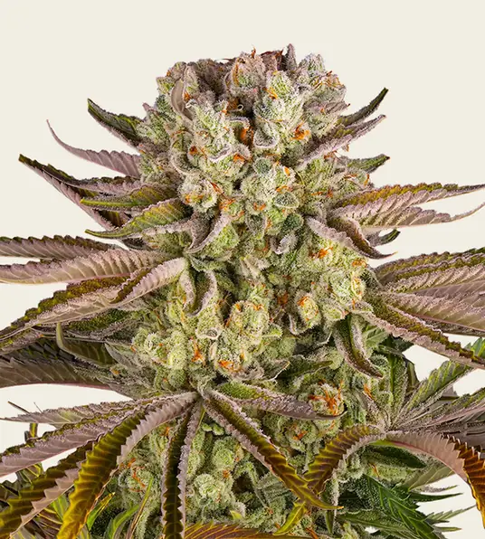 Pineapple Express - Main Image