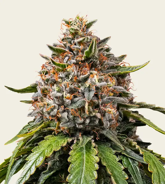 White Widow XXL - Main Image