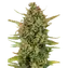 Acapulco Gold - Image 3
