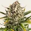 Strawberry Cheesecake Auto - Main Image