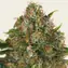 G13 Haze - Regular - Image 1