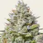 Blue Gelato 41 - Image 1