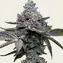 Apple Fritter - Image 1