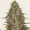 Glue Gelato Auto - Image 1