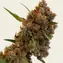 Critical Kush - Image 4