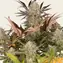 Blue Sunset Sherbert - Image 2