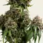 White Widow - Regular - Image 5