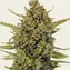 Acapulco Gold - Regular - Main Image