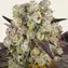Purple Punch x Lemon Drizzle - Image 1