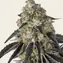 Black Cherry Gushers - Image 1