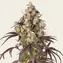 Lemon Cherry Gelato - Image 1