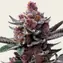 Cherry Poppers - Main Image