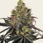 Watermelon Zkittlez - Image 2