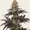 OG Kush - Image 2