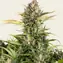 Strawberry Cheesecake Auto - Image 3