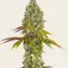 Tropicanna Banana - Image 3