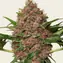 Purple Punch Auto - Image 2