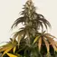 Trainwreck - Image 5