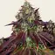 Mimosa EVO - Image 2