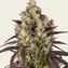 Lemon Cherry Gelato - Image 2