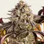 Blue Sunset Sherbert - Image 1