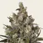 Insane OG - Image 1