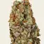 Tropicanna Banana - Image 2