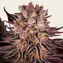 Mimosa x Orange Punch - Main Image