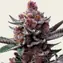Cherry Poppers - Image 1