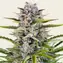 Gorilla Zkittlez Auto - Main Image