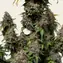 White Widow XXL - Image 4