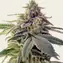Shiskaberry - Image 2