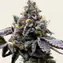 GMO Cookies - Main Image